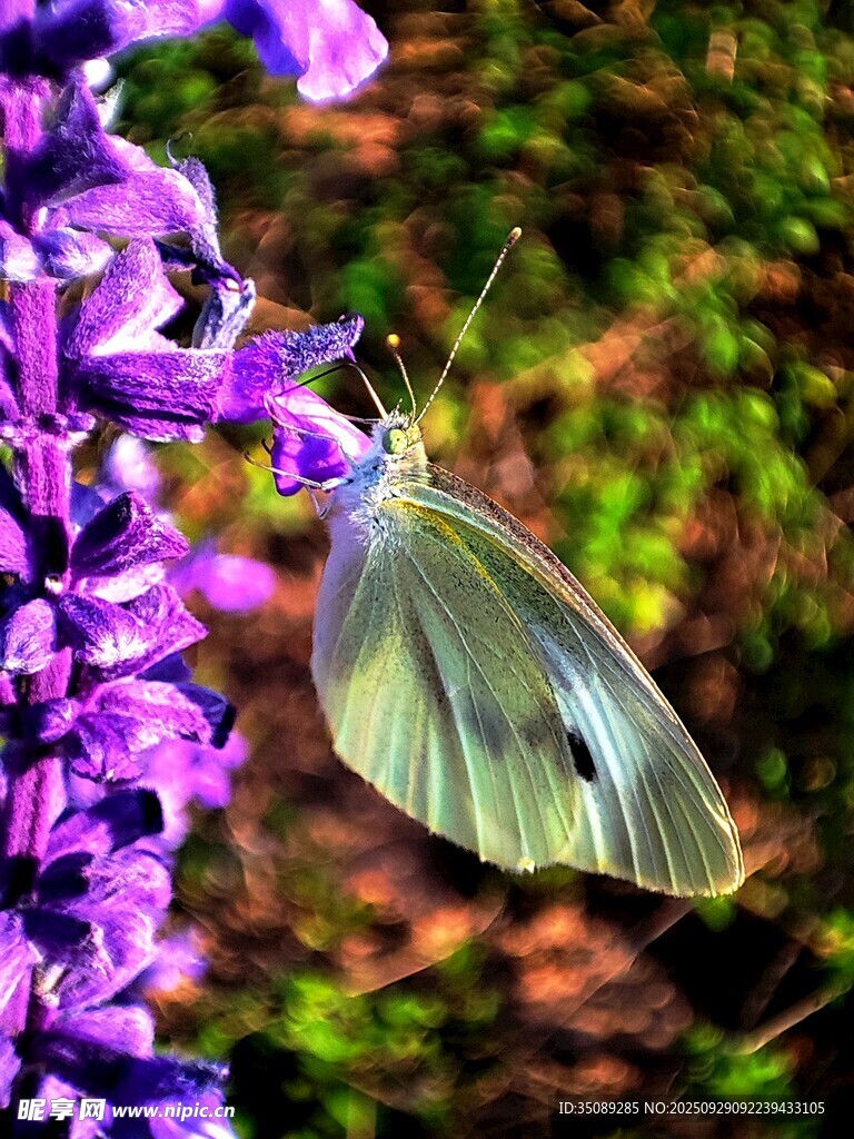 白蝶停驻紫花上