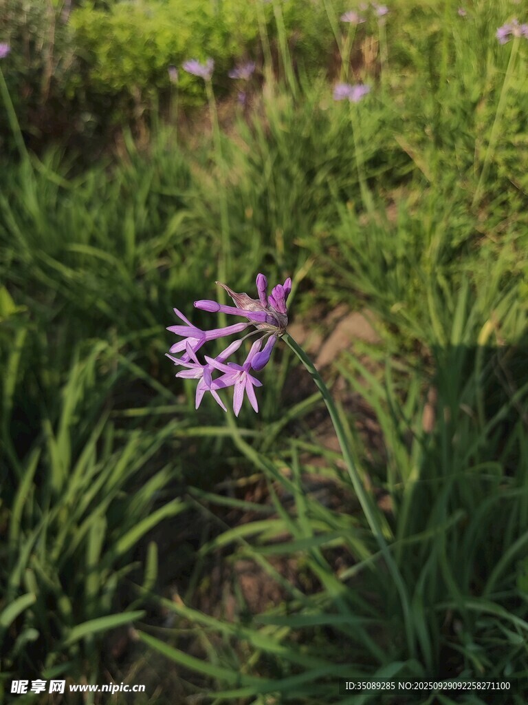 草丛中的紫色小花