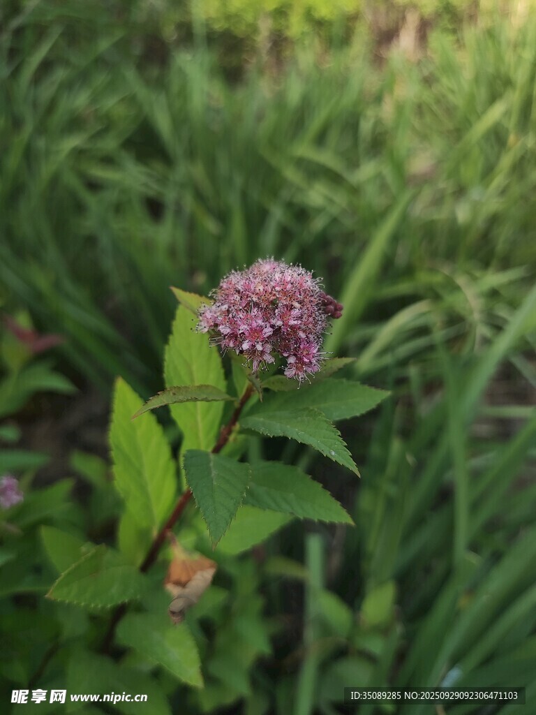 绿叶间的紫色小花