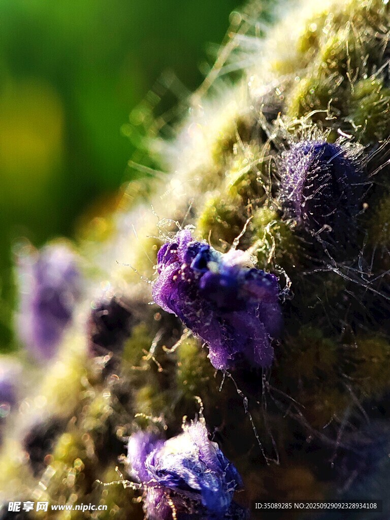 紫色绒毛植物花朵特写