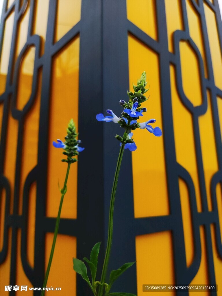 黄黑背景下的蓝花特写