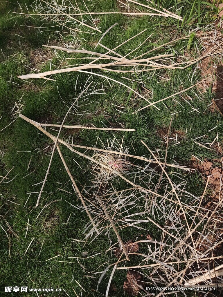 地面上的松枝与杂草