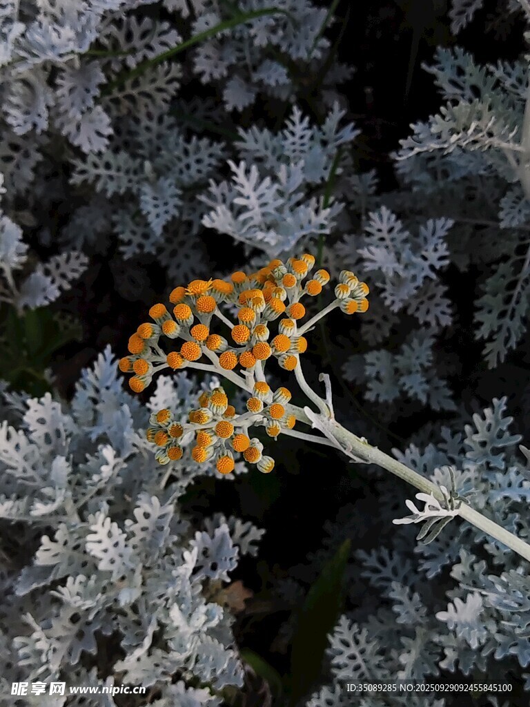 银叶丛中的橙黄花朵