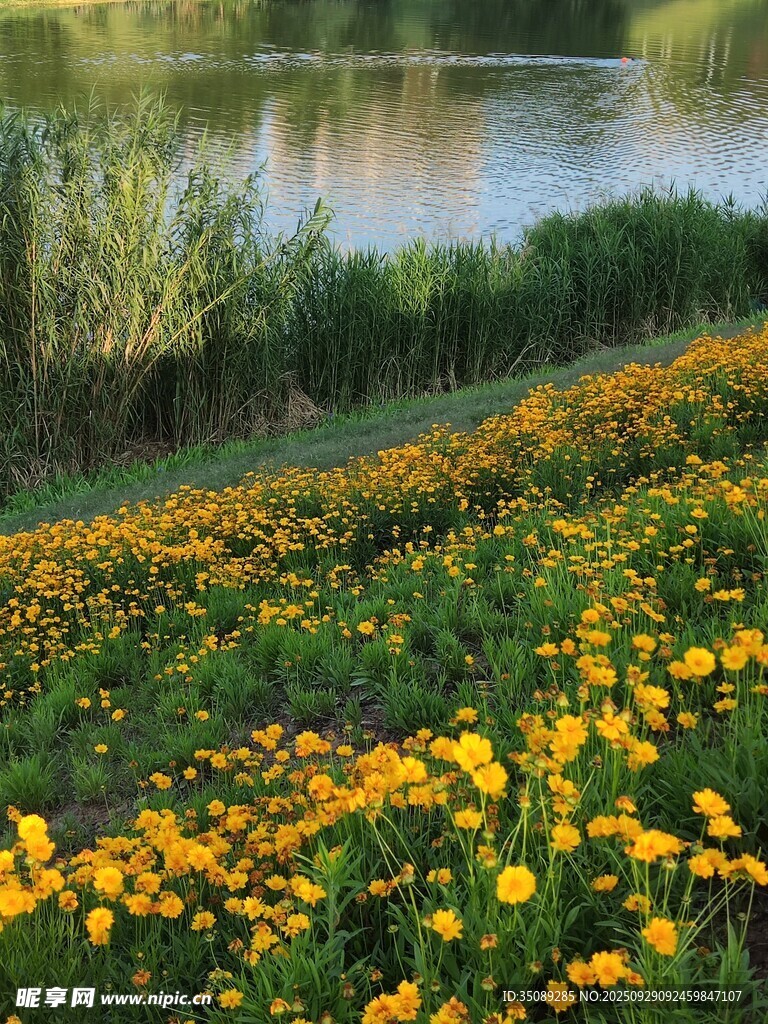 湖畔黄花盛放的美丽景致