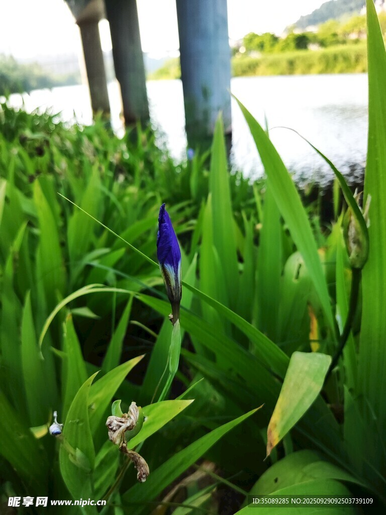 草丛中的紫色小花