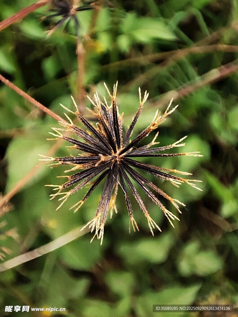 奇特造型的刺状植物