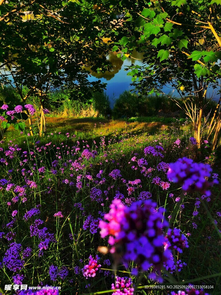 梦幻花田中的自然美景