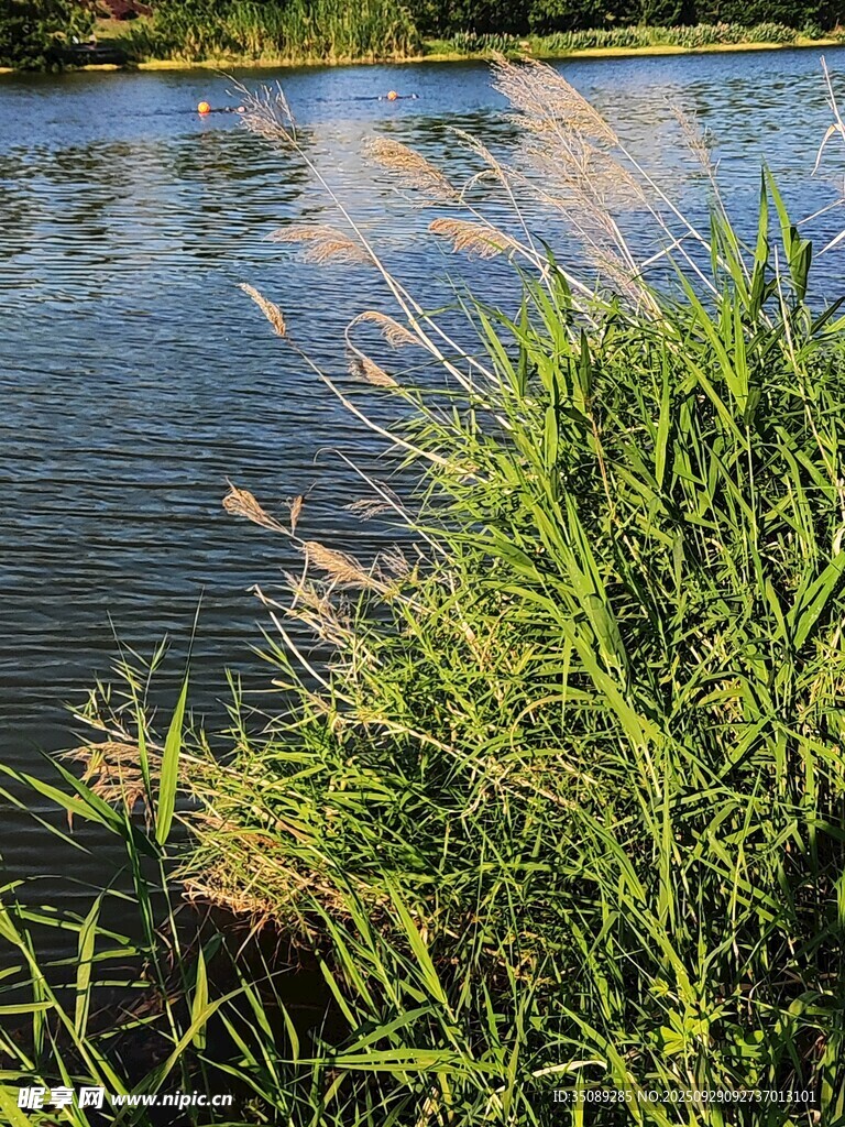 河畔青草静谧水边景致