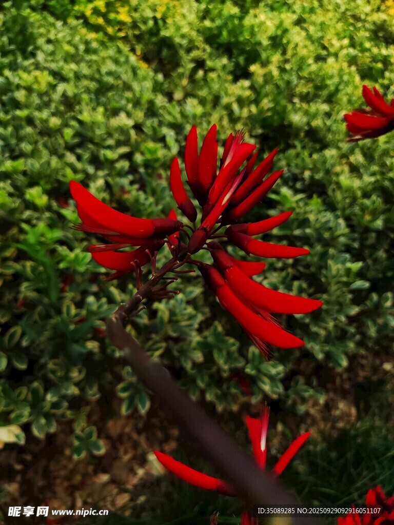 艳丽红花朵绽于绿叶间