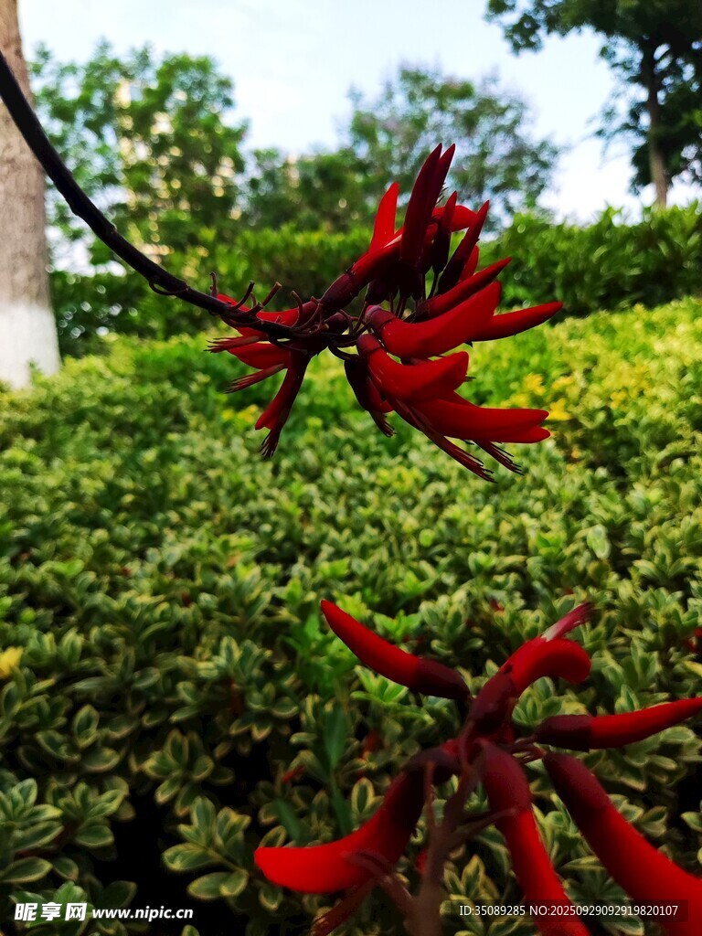 艳丽刺桐花绽放绿叶间