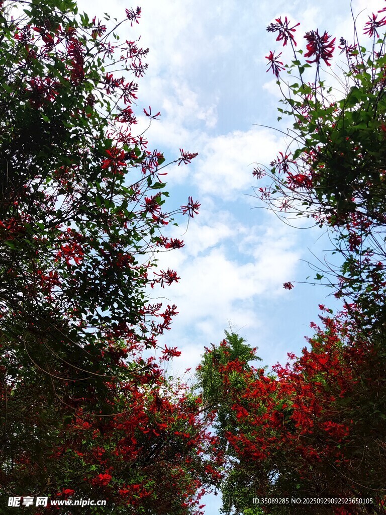 蓝天映衬下的绚烂红花树