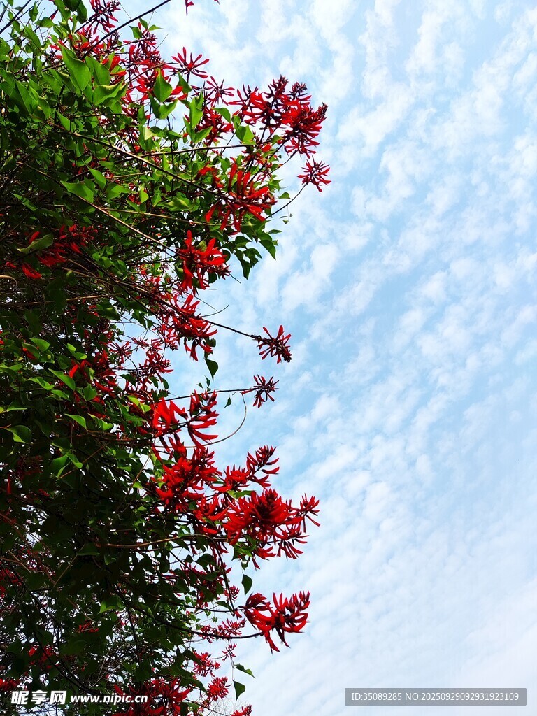 蓝天映衬下的艳丽红花