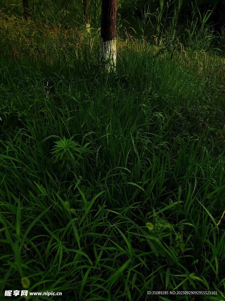 草丛中的光影景象