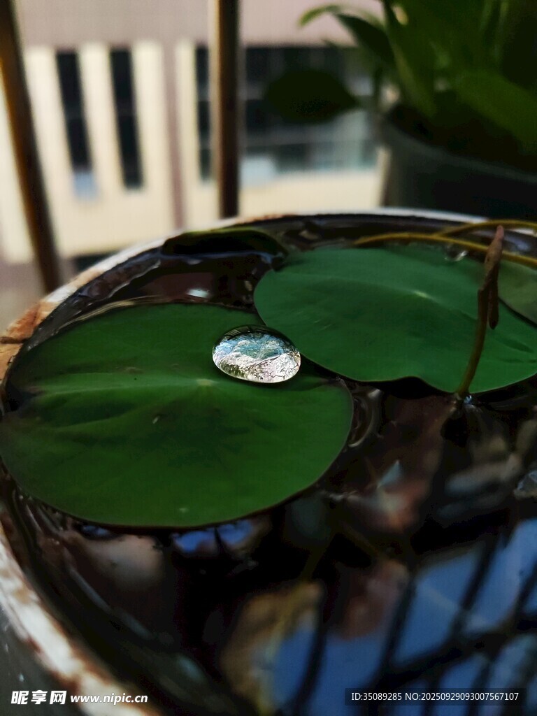 绿叶上的晶莹水珠