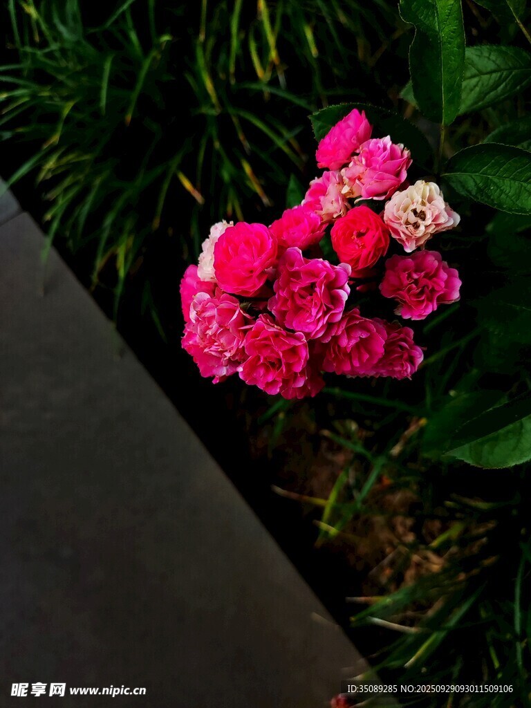 娇艳粉色花卉绽放