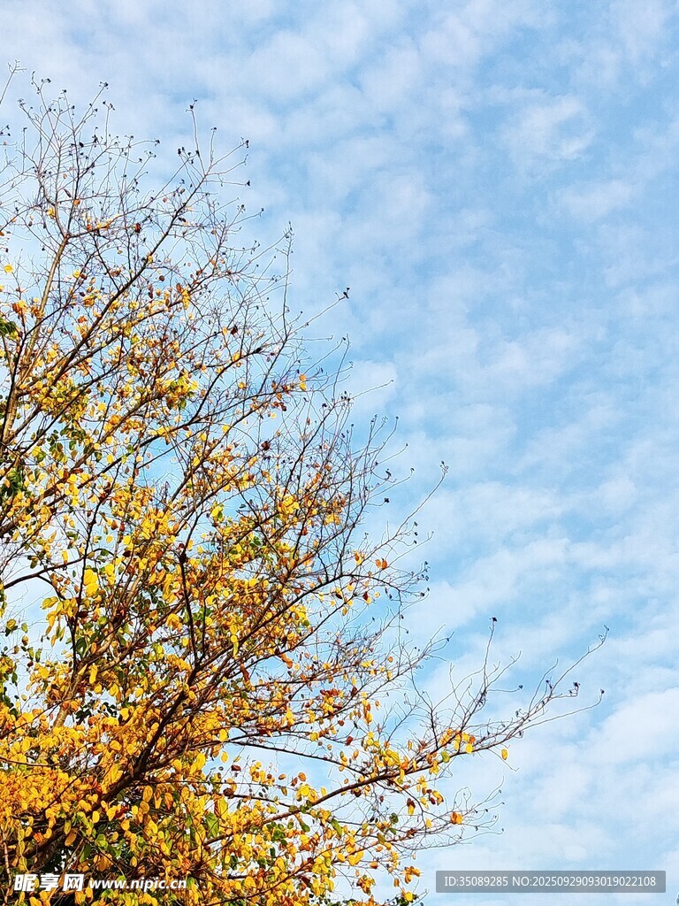 蓝天映衬下的金黄树枝