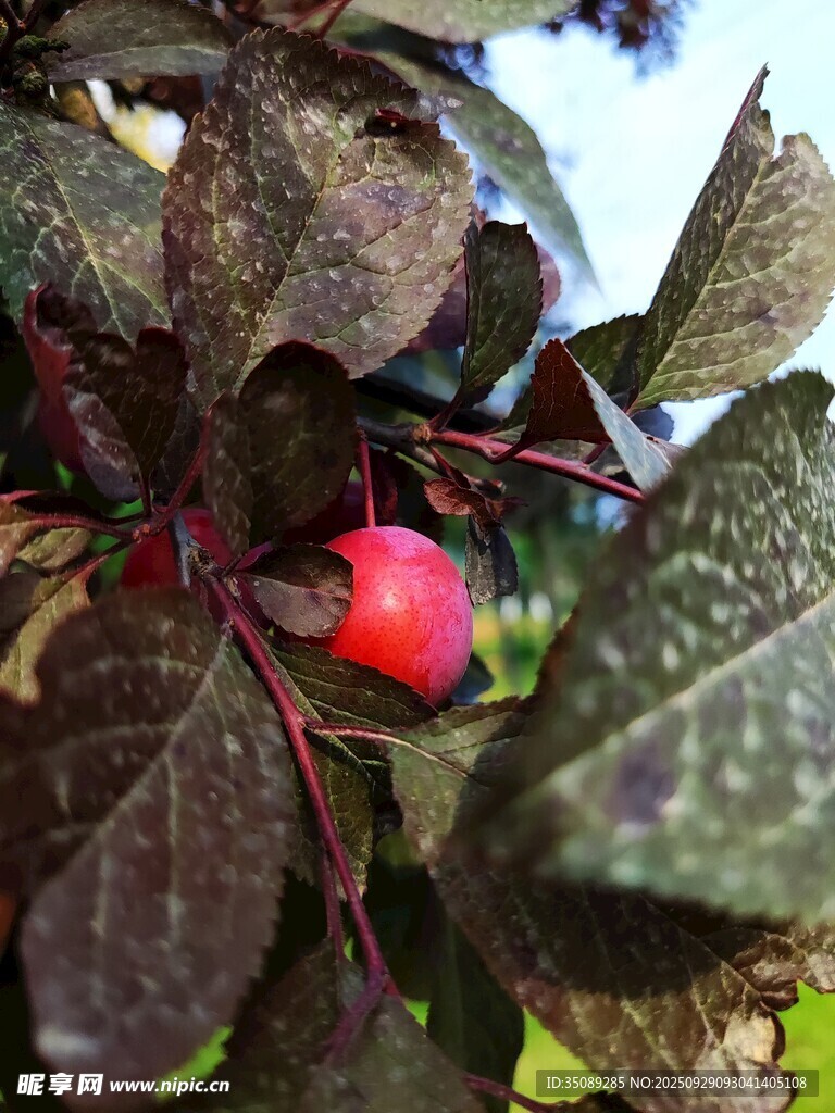 红果绿叶植物特写