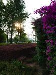 夕阳下繁花绿树的美景