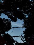 透过枝叶望蓝天