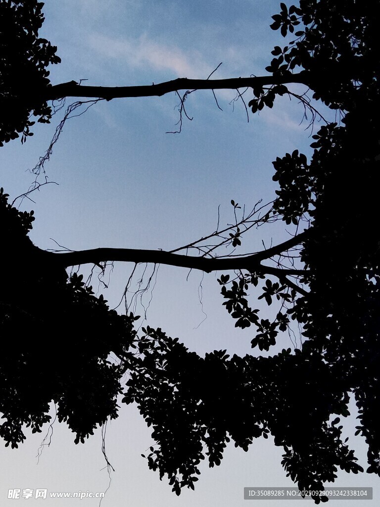 树梢剪影下的天空