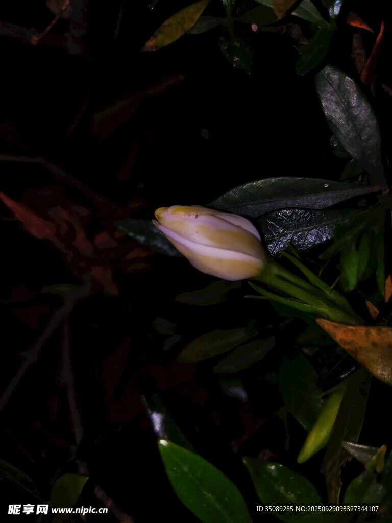 暗夜中的娇嫩花苞