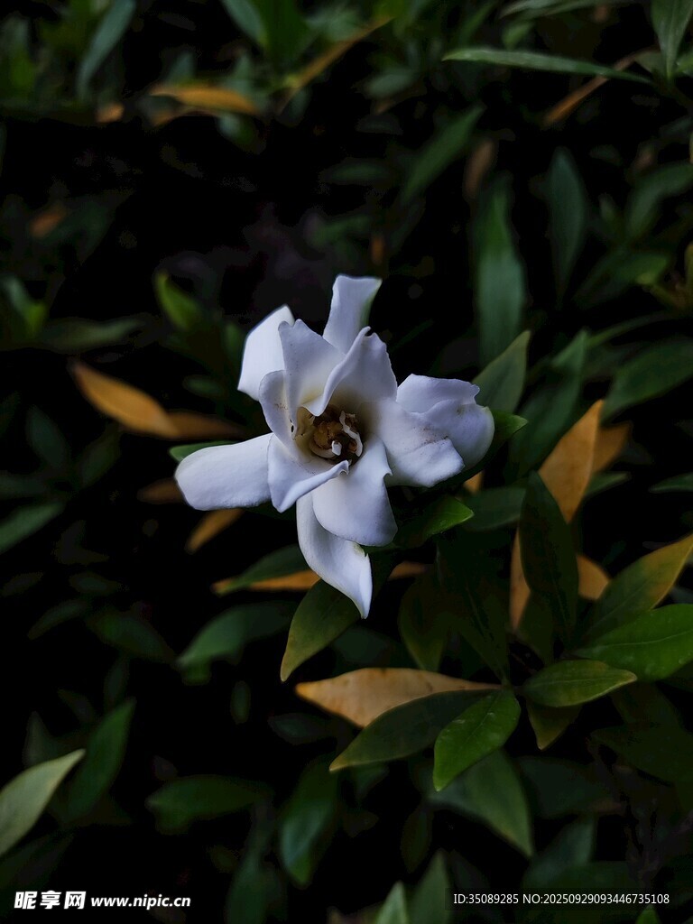素雅栀子花绽放绿叶间