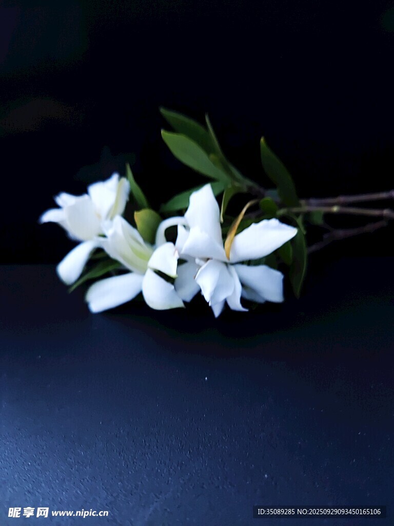 素雅白花香溢深色背景