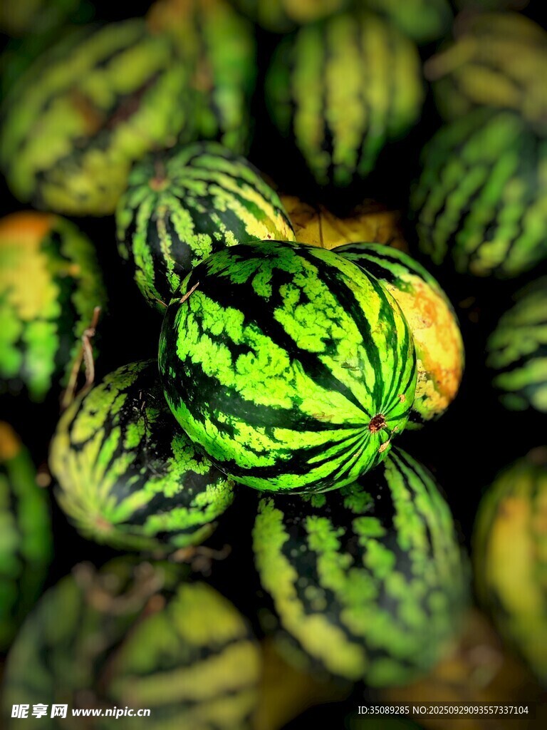一堆新鲜的条纹西瓜