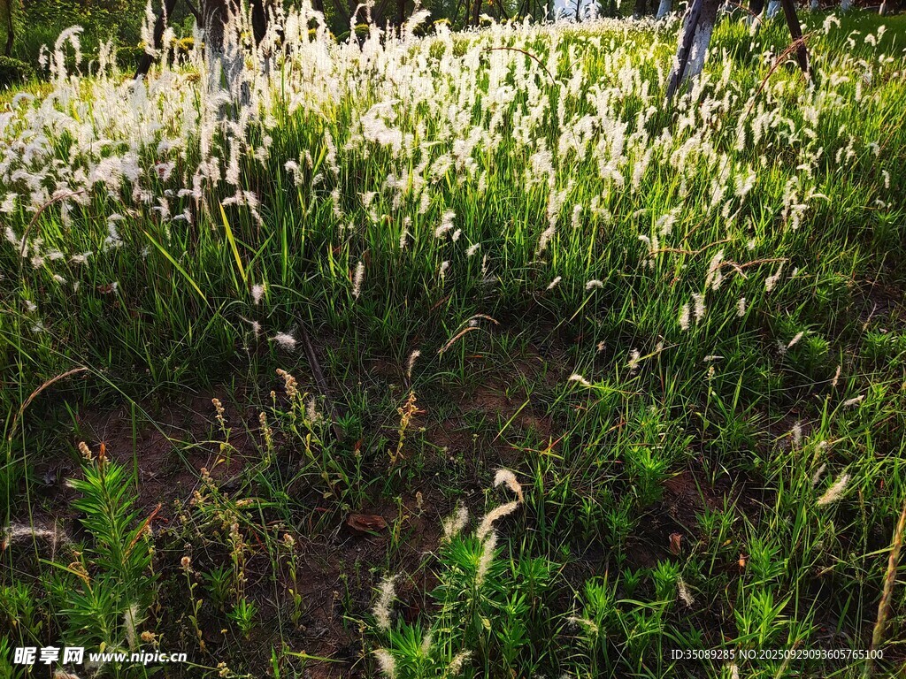 野外繁茂的绿色花草景观