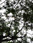 仰视繁茂树枝