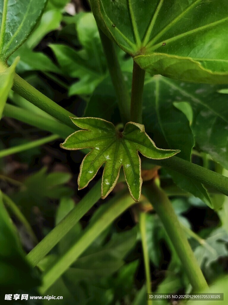 嫩绿叶片特写的生机植物