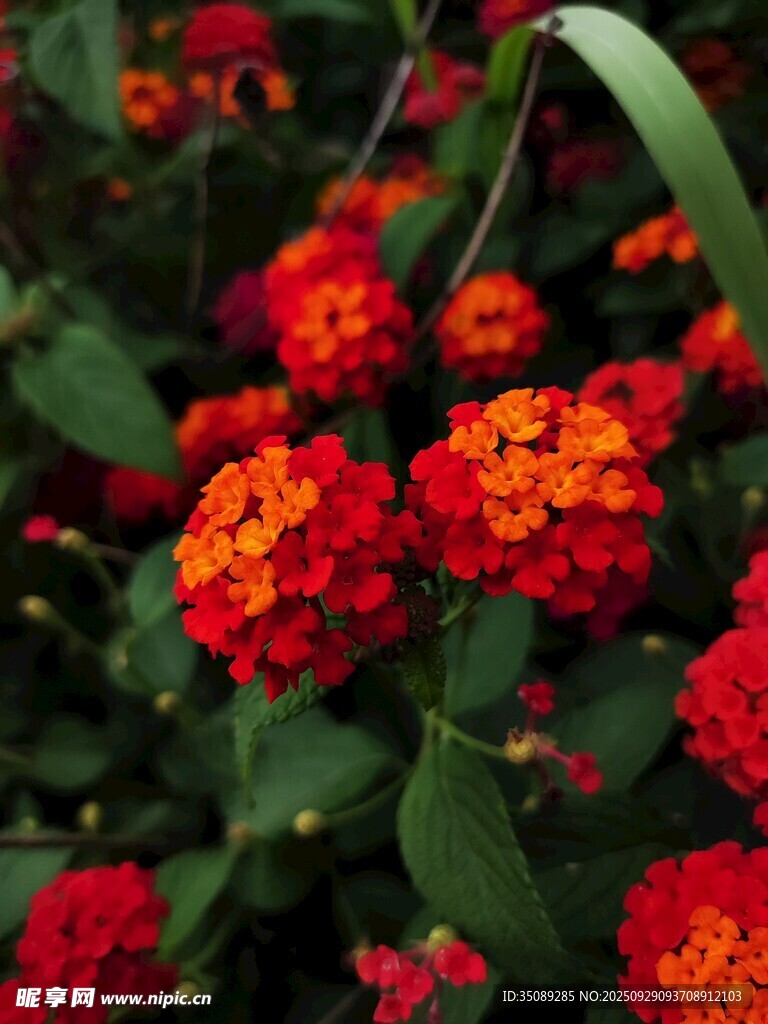 鲜艳多彩的马缨丹花卉