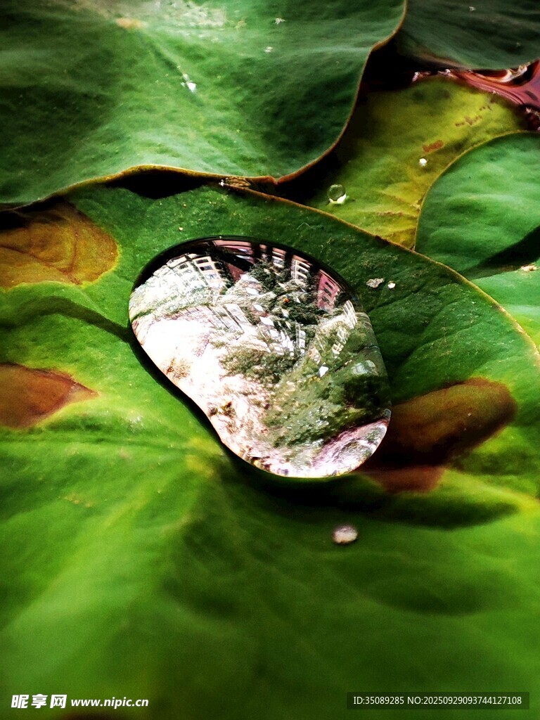 荷叶上的晶莹水珠