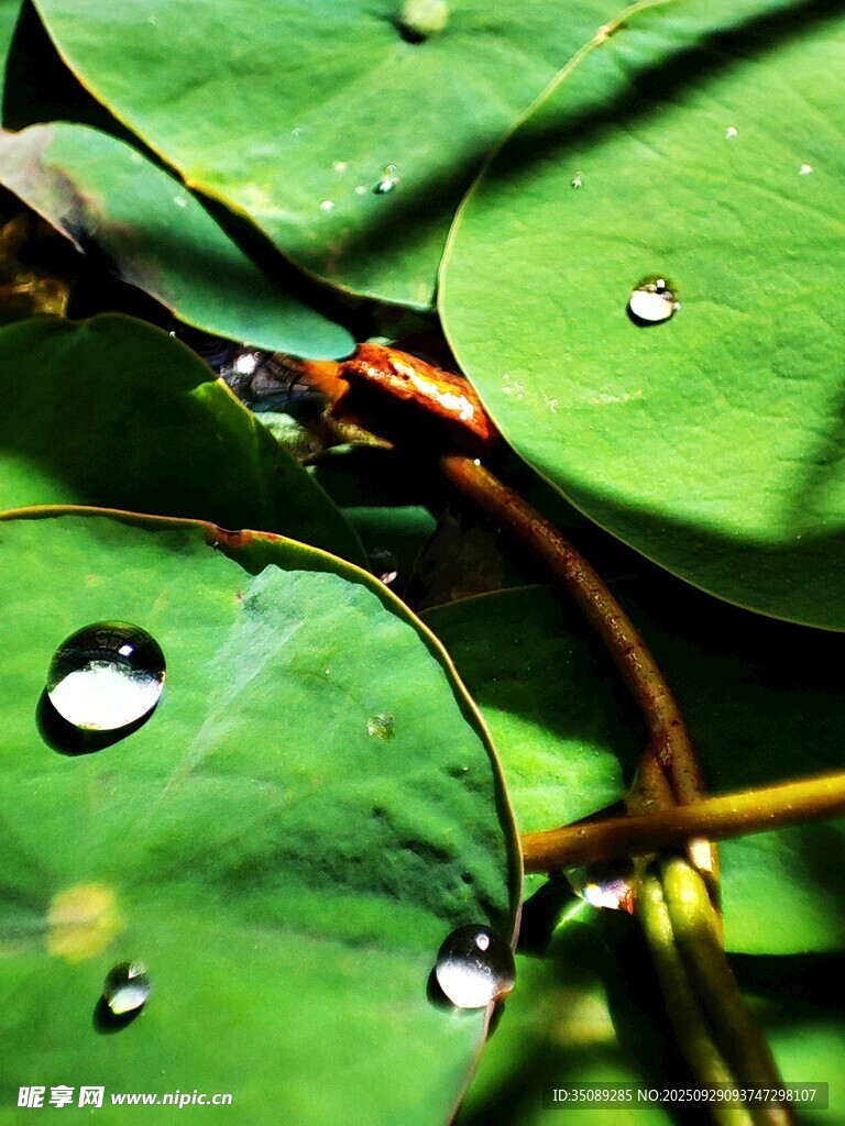 绿叶上晶莹的水珠