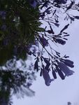 蓝花楹枝叶特写
