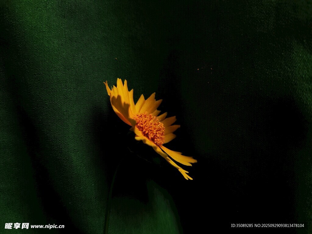 孤艳黄花朵绽于幽暗中