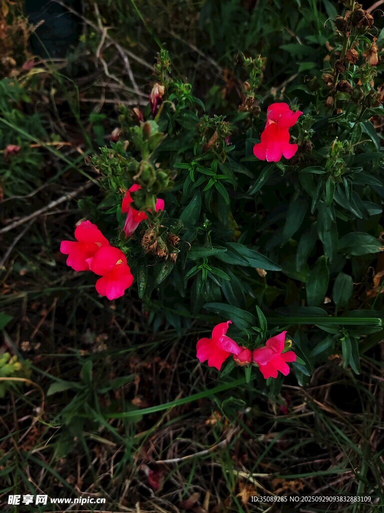 草丛中的娇艳红色小花