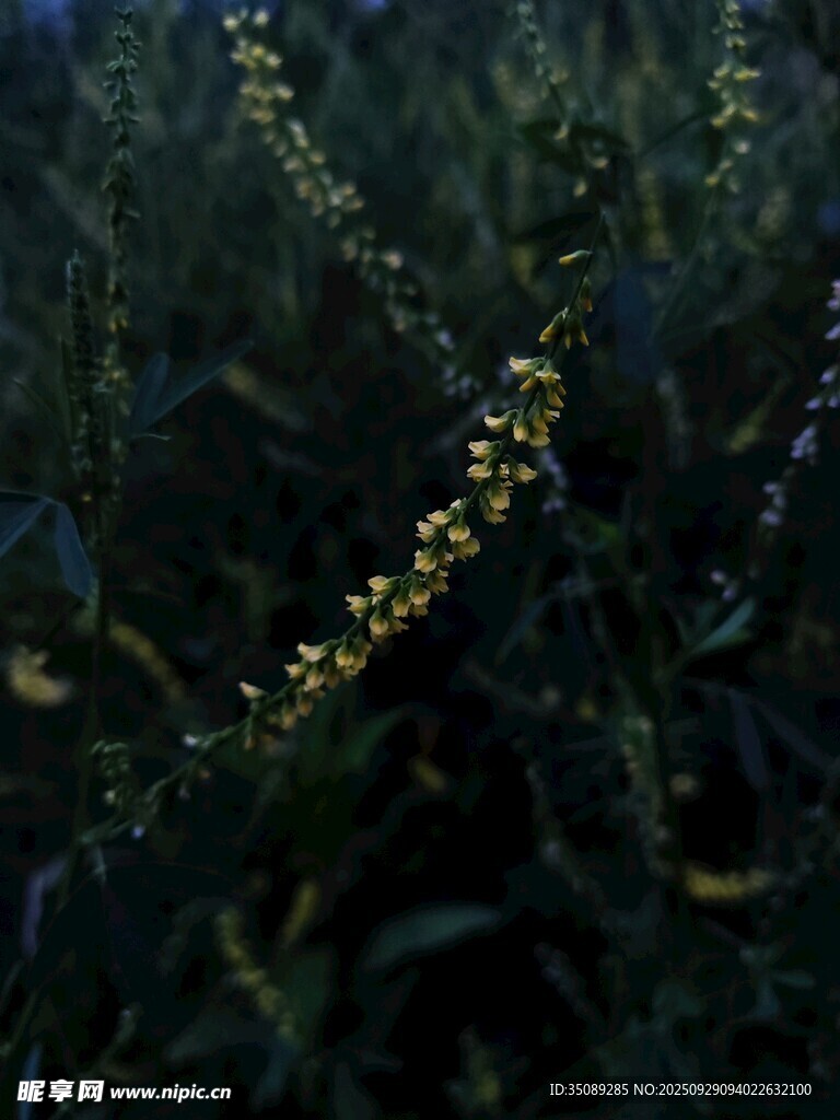夜幕下闪烁的金色串灯