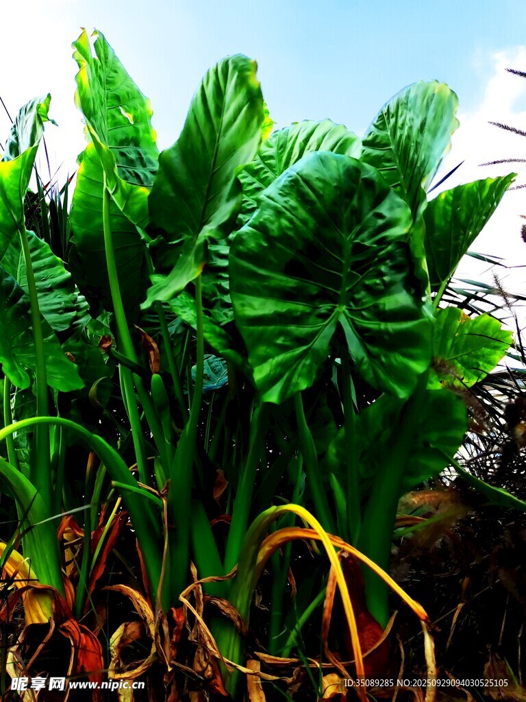 翠绿芋类植物生机盎然
