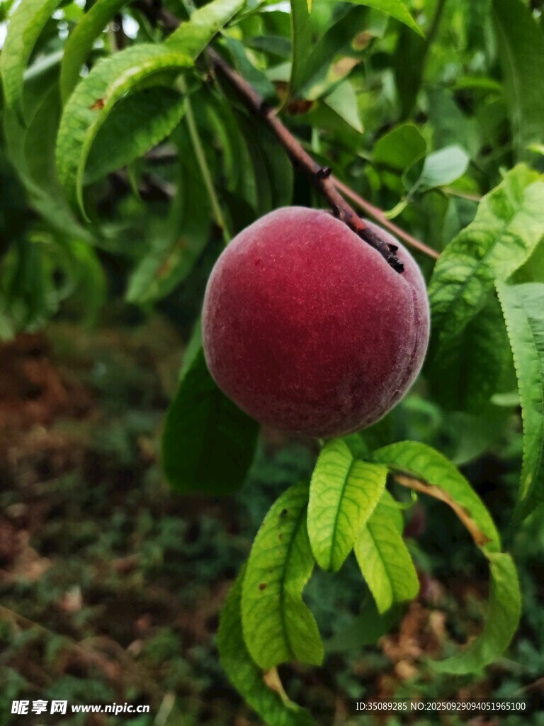 枝头鲜桃尽显自然之美