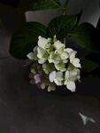 白色绣球花特写