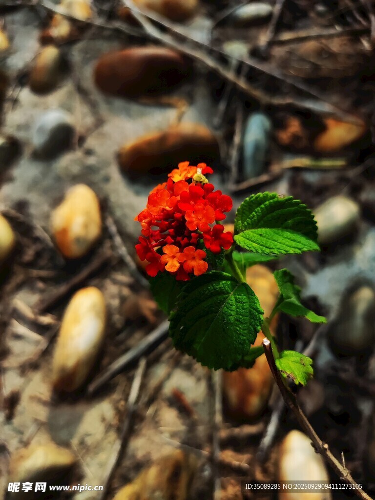 石间绽放的艳丽红花
