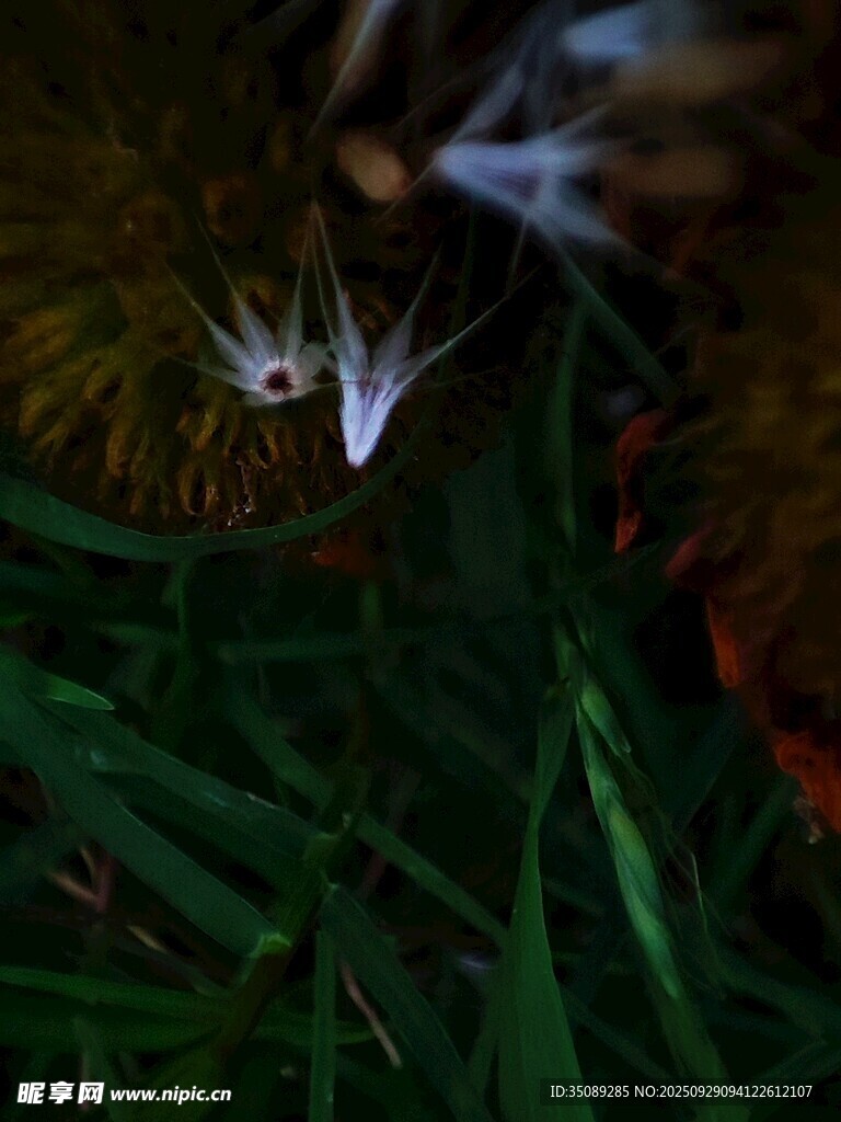 草丛中的神秘发光生物