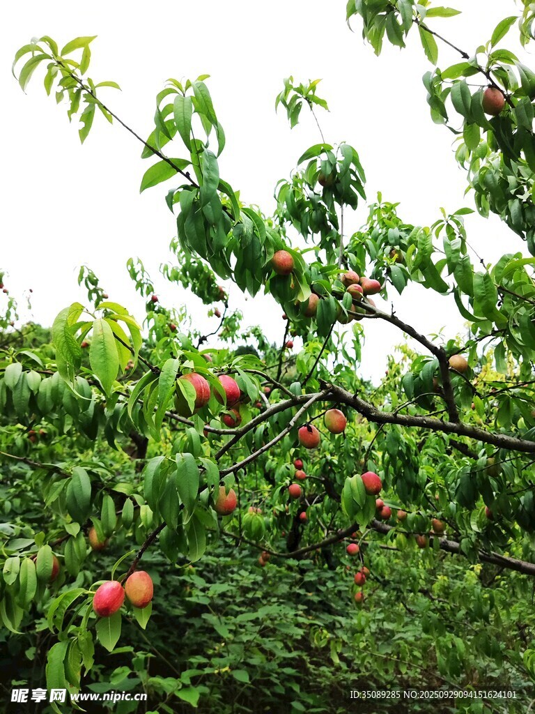 枝头硕果累累的苹果树