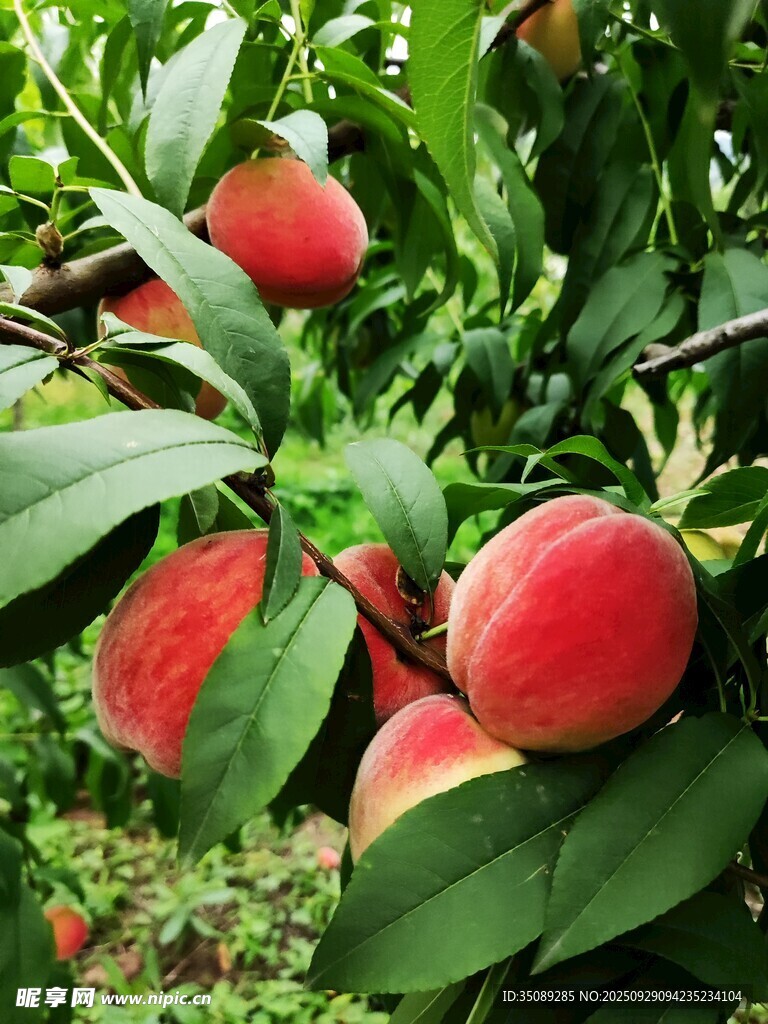 枝头鲜桃绿叶间的诱人果实