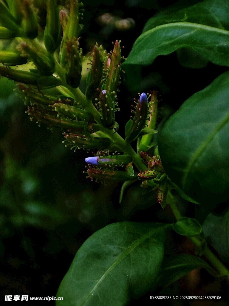 绿叶间的紫色小花