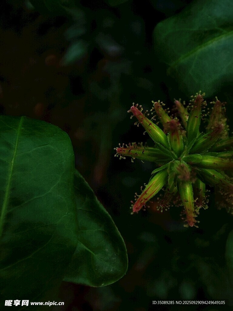 绿色植物上的花苞特写