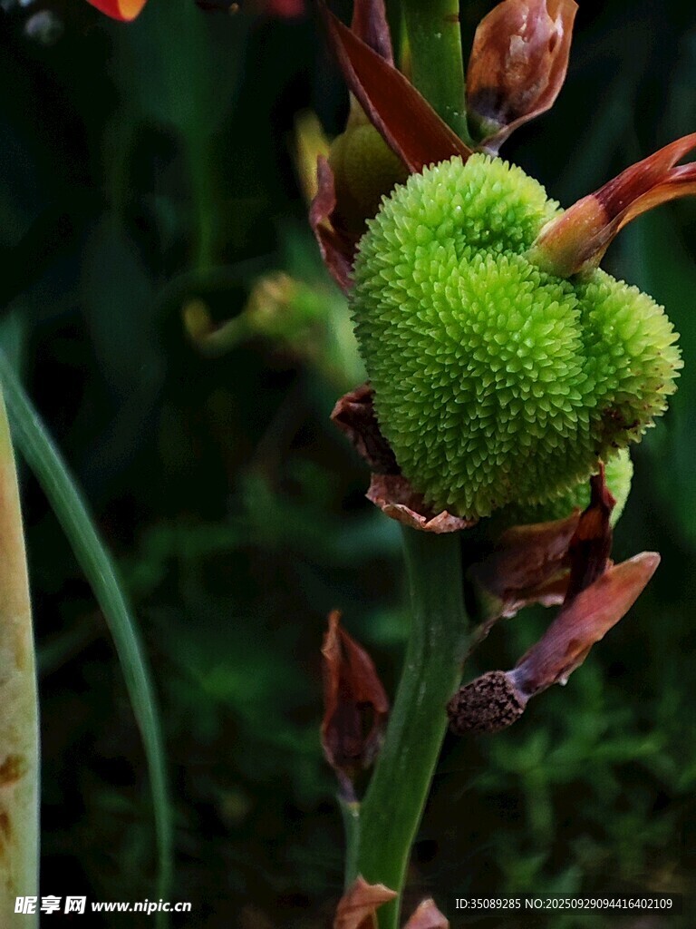 奇特绿色球状植物特写