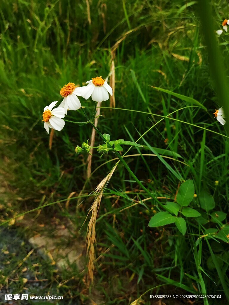 白色小花绽放于草丛间