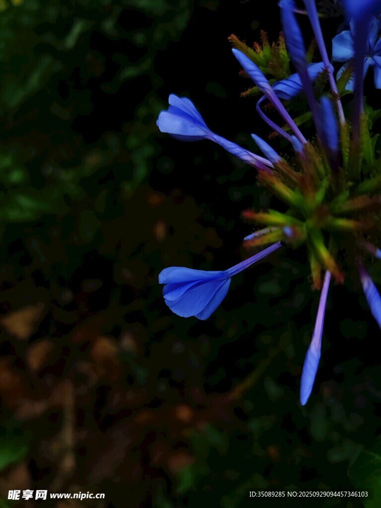 蓝色绽放小花